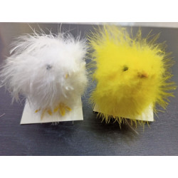 Poussins jaunes et blancs